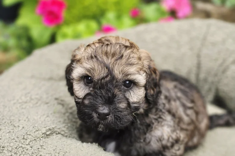 Mixed Breed