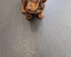 Mixed Breed