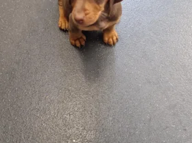 Mixed Breed