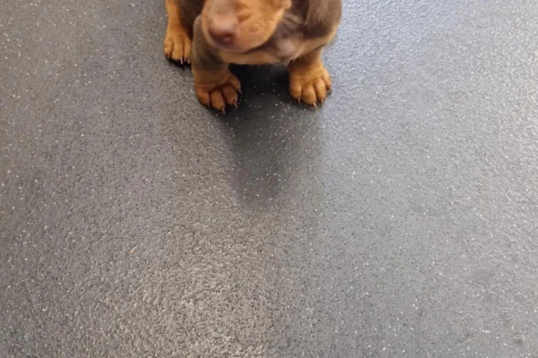 Mixed Breed