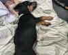 Mixed Breed