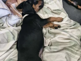 Mixed Breed