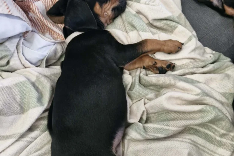 Mixed Breed