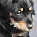 Mixed Breed