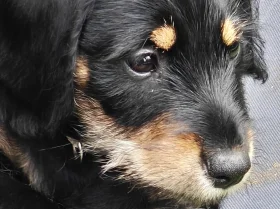 Mixed Breed