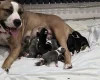 Mixed Breed