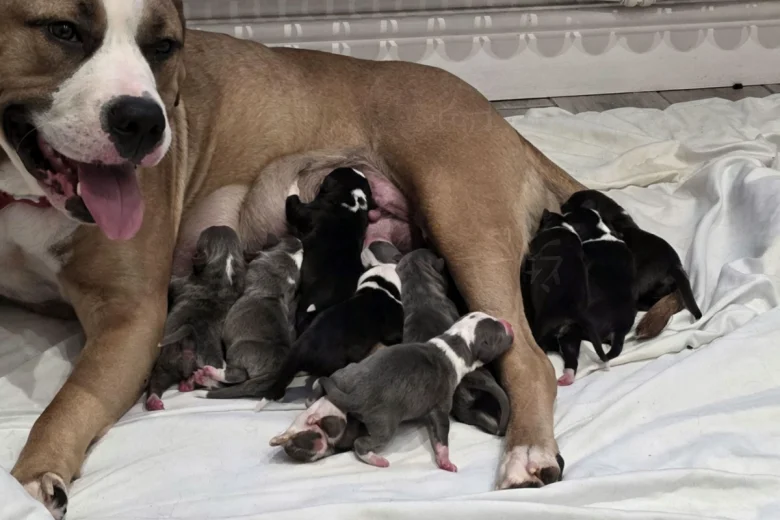 Mixed Breed