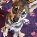 Northern Inuit