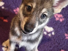 Northern Inuit