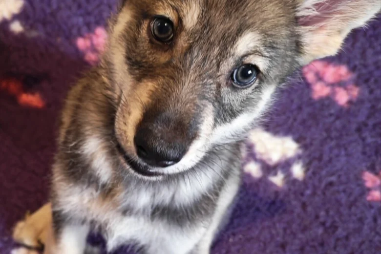 Northern Inuit