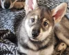 Northern Inuit