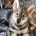 Northern Inuit