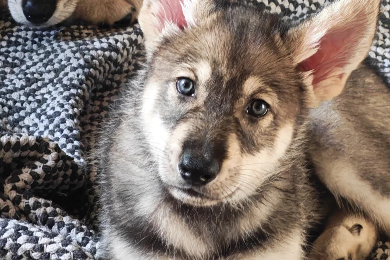 Northern Inuit