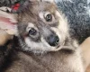 Northern Inuit