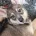 Northern Inuit