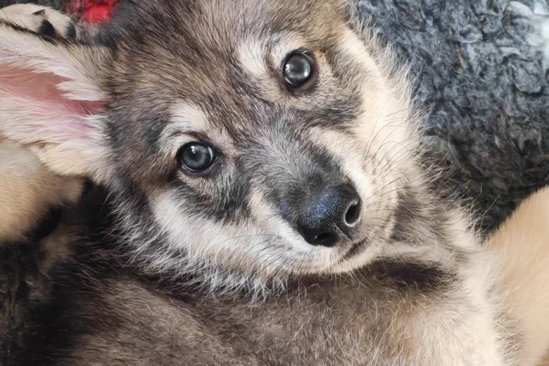 Northern Inuit