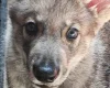 Northern Inuit