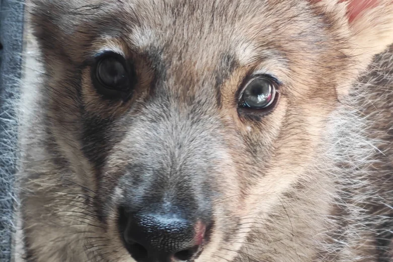 Northern Inuit
