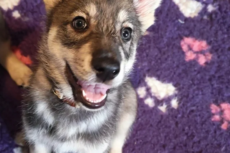 Northern Inuit