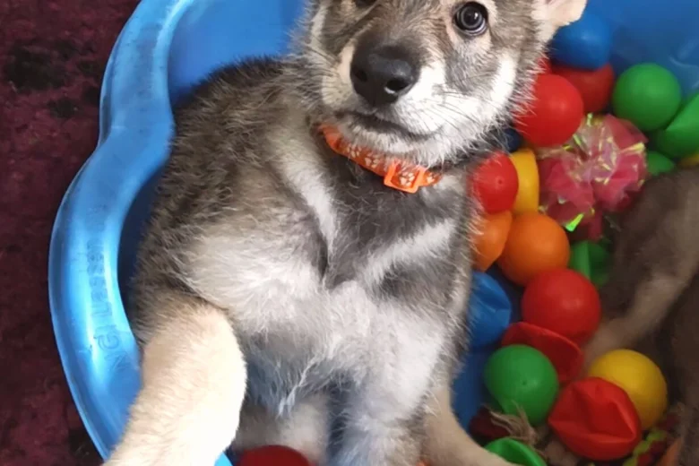 Northern Inuit