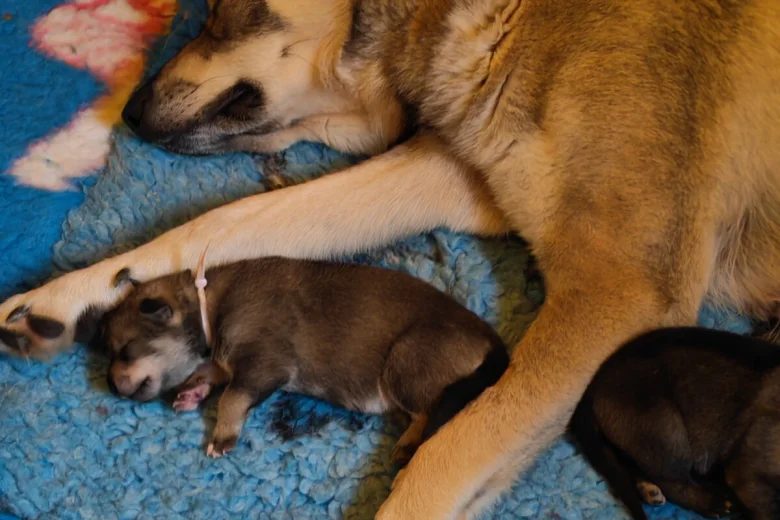 Northern Inuit