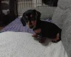 Dachshund (Smooth Haired)