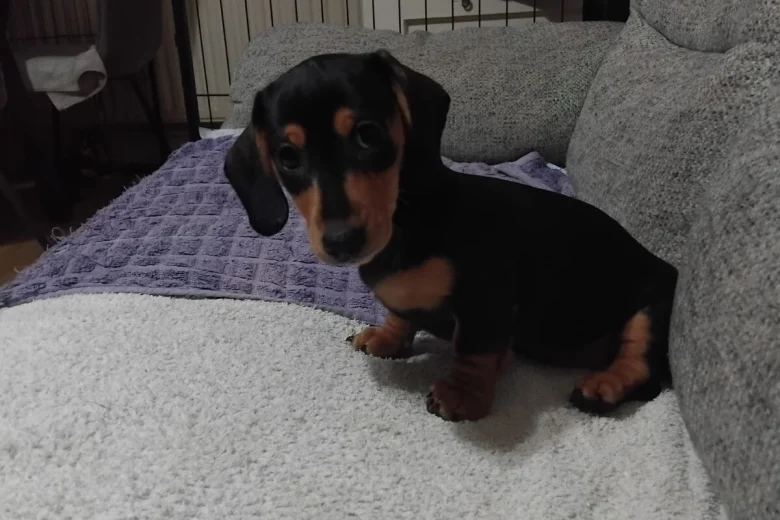Dachshund (Smooth Haired)