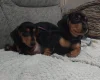 Dachshund (Smooth Haired)