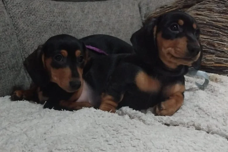 Dachshund (Smooth Haired)