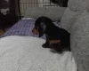 Dachshund (Smooth Haired)