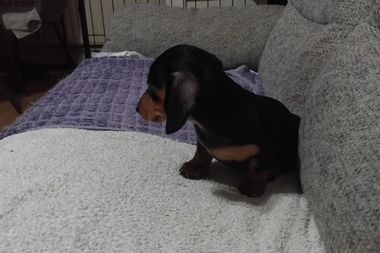 Dachshund (Smooth Haired)
