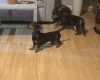 Dachshund (Smooth Haired)