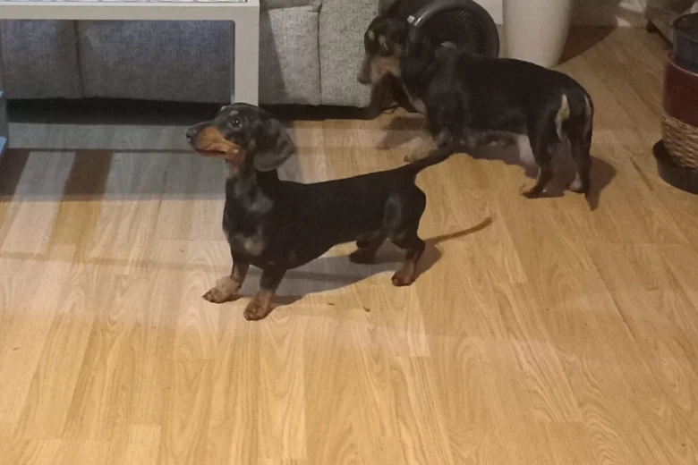 Dachshund (Smooth Haired)