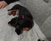 Dachshund (Smooth Haired)