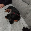 Dachshund (Smooth Haired)