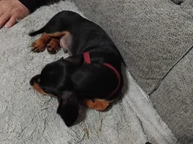 Dachshund (Smooth Haired)