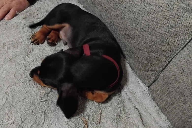 Dachshund (Smooth Haired)