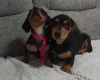 Dachshund (Smooth Haired)