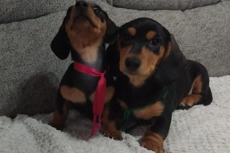 Dachshund (Smooth Haired)