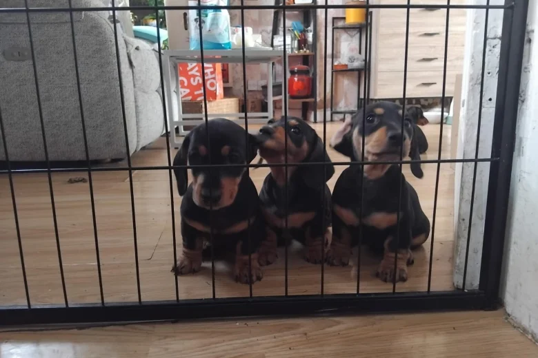 Dachshund (Smooth Haired)