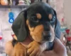 Dachshund (Smooth Haired)