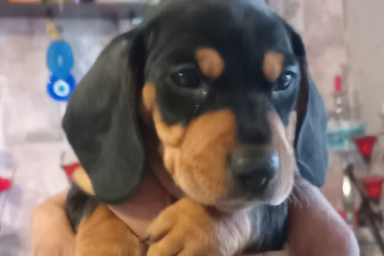 Dachshund (Smooth Haired)