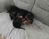 Dachshund (Smooth Haired)