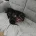 Dachshund (Smooth Haired)