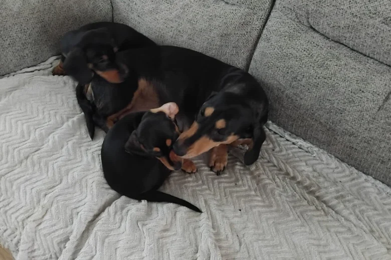 Dachshund (Smooth Haired)