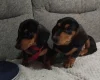 Dachshund (Smooth Haired)