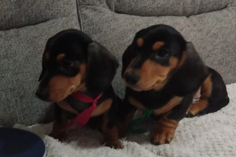 Dachshund (Smooth Haired)