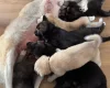 German Shepherd (Alsatian)