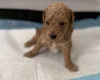 Poochon
