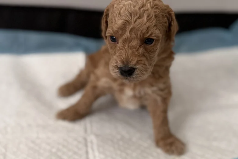 Poochon